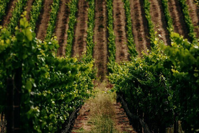 Half Day Guided Electric Bike Wine Tasting Tour with Lunch - The Sum Up: Is This Tour Worth It?