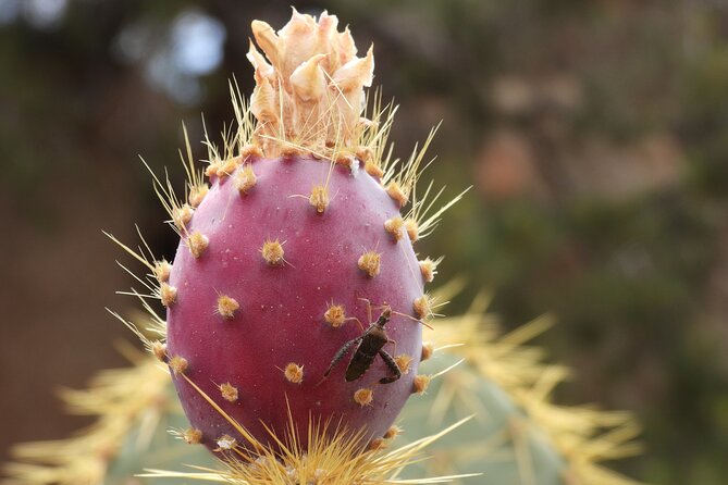 Half-Day Guided Hike in Joshua Tree National Park - Meet Your Knowledgeable Guides