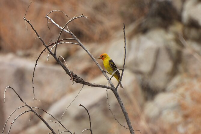 Half-Day Guided Hike in Joshua Tree National Park - Common Questions