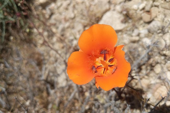 Half-Day Guided Hike in Joshua Tree National Park - The Sum Up