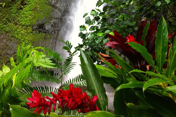 Half-Day Guided Hike to Afareaitu Waterfall - Meeting and Pickup