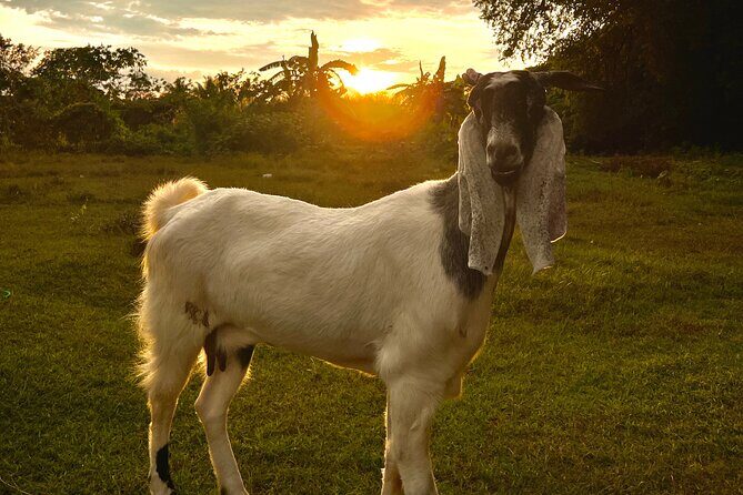 Half Day Guided Rock Climbing Tour in Gunung Keriang - The Unique Setting of Gunung Keriang