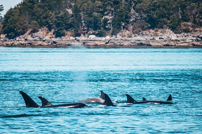 Half-Day Guided Sea Kayaking Adventure in Telegraph Cove - Final Thoughts