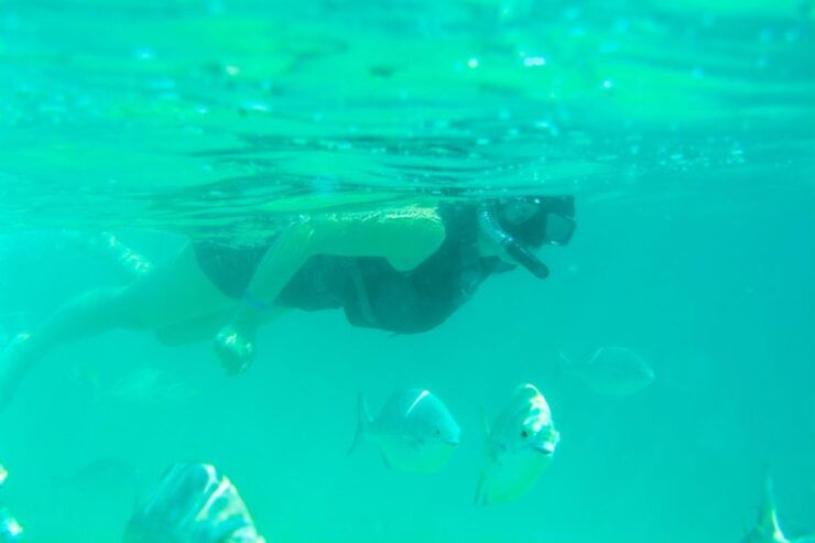 Half Day Guided Snorkel Tour in Los Cabos - Activity Highlights