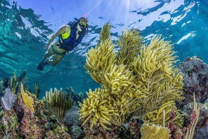 Half Day Guided Snorkeling Adventure in Puerto Morelos - Beach Club Relaxation