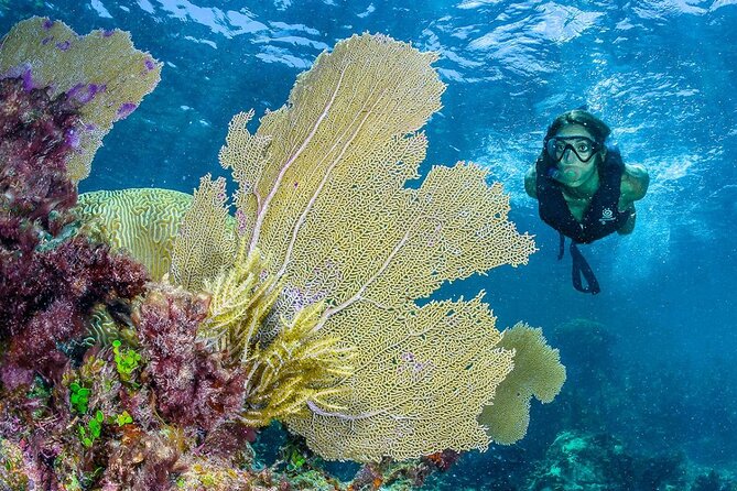 Half Day Guided Snorkeling Adventure in Puerto Morelos - Inclusions