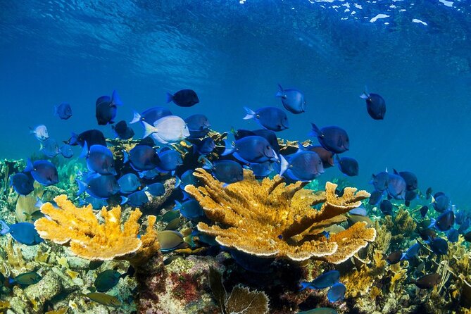 Half Day Guided Snorkeling Adventure in Puerto Morelos - Booking and Confirmation Details