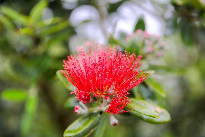 Half-Day Guided Tour: City, Sights, & Larnach Castle - Other Details
