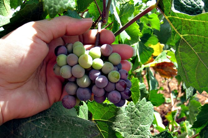 Half-Day Guided Tour of North Texas Wineries and Vineyards With Wine Tastings - Tour Overview