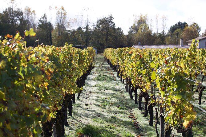 Half-Day Guided Wine Tasting Tour in Bordeaux Vineyards - The Sum Up