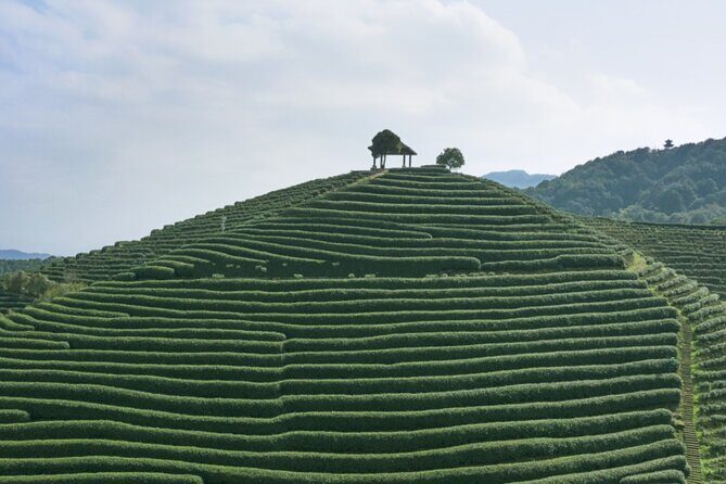 Half-Day Hangzhou Jiuxi Stream and Tea Plantation Experience - Practical Details and Considerations