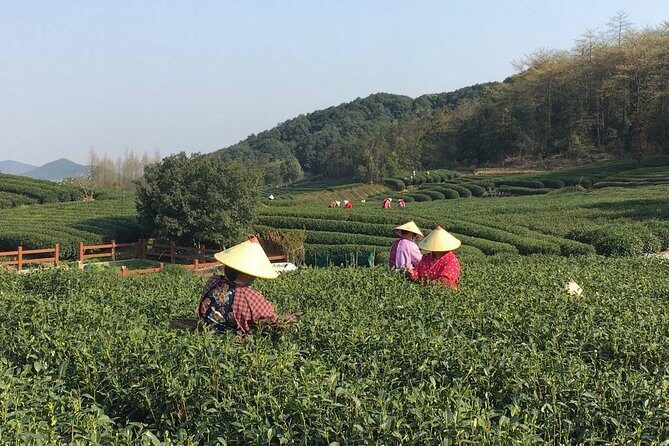 Half-Day Hangzhou Nine Creeks Hiking Tour with Tea Plantation Experience - What Guests Say: Authentic Insights from Recent Travelers