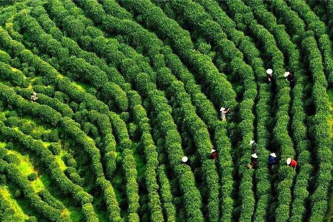 Half-Day Hangzhou Nine Creeks Hiking Tour with Tea Plantation Experience - FAQ