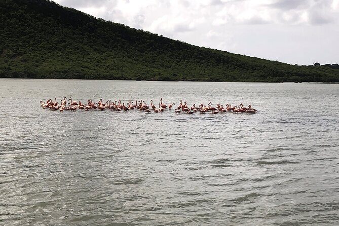 Half Day Hato Cave, Flamingo & Beach Tour - Detailed Breakdown of the Tour