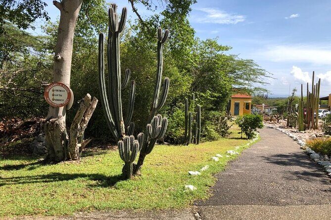 Half Day Hato Cave, Flamingo & Beach Tour - Potential Drawbacks and Considerations