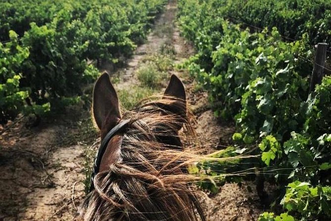 Half Day Horseback Wine Tour - Common Questions