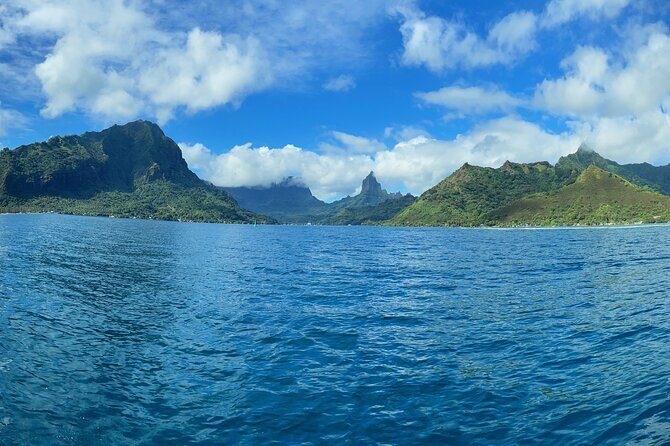 Half-Day Humpback Whales Encounter in Moorea - The Experience: What You Can Expect