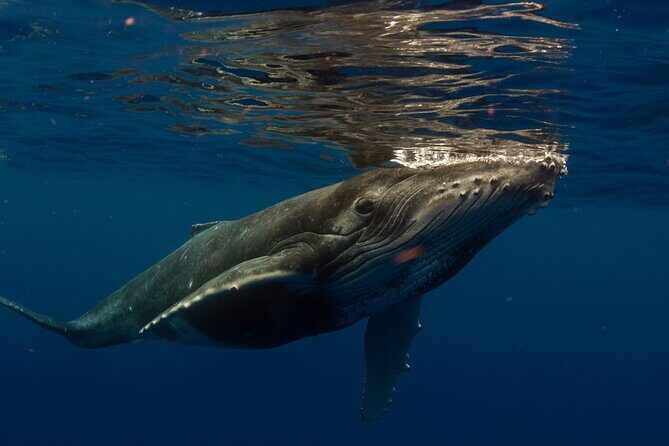 Half-Day Humpback Whales Encounter in Moorea - The Guides and Crew
