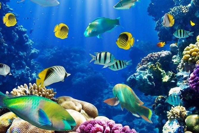 Half Day Hurghada Submarine Excrusion - Experience Highlights