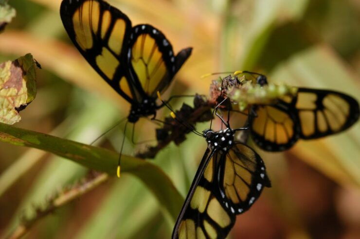 Half-Day Iguazú Forest Adventure - Good To Know
