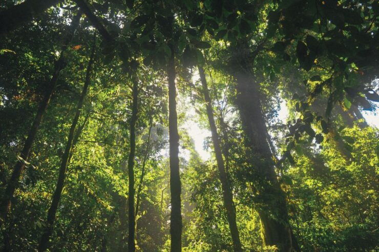 Half-Day Iguazú Forest Adventure - Tour Experience