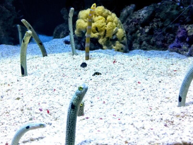 Half Day in Lisbon With Boat Trip & Oceanarium Private Tour - Highlights