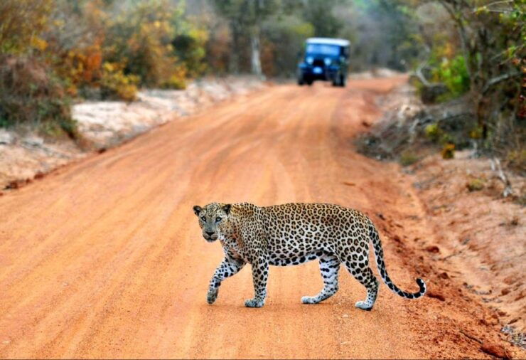 Half Day in Yala Safari - Experience and Safari Details