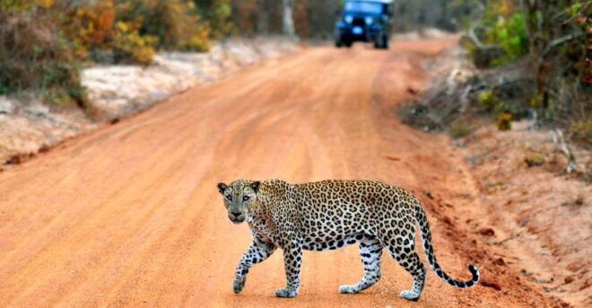 Half Day in Yala Safari - Activity Provider