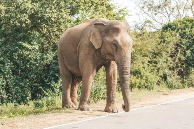 Half Day in Yala Safari - Wildlife Encounter