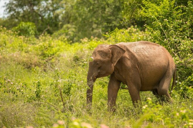 Half Day in Yala Safari - Safari Highlights