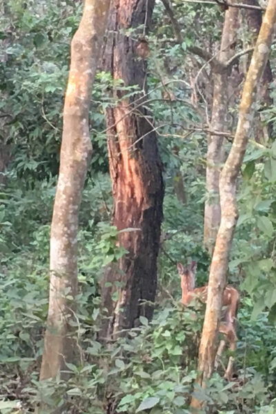 Half Day Jeep Safari in Chitwan National Park - Best Seasons to Visit