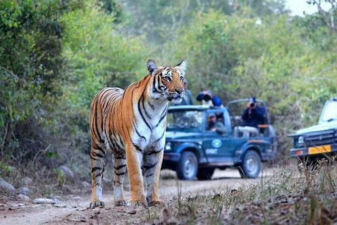 Half Day Jeep Safari in Ramnagar India - Meeting and Pickup Details