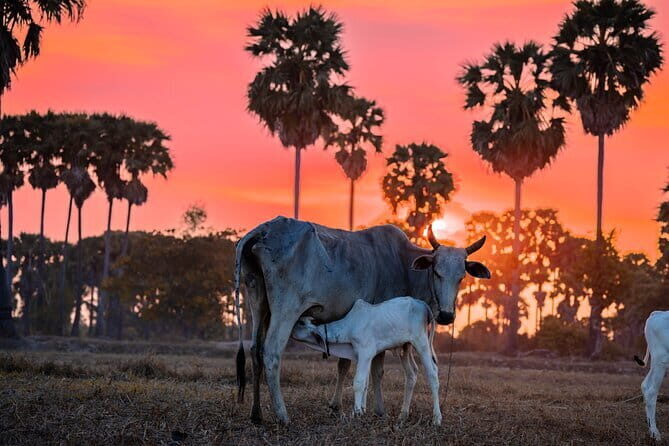 Half Day Kampong Pluk Fishing Village with Sunset Private Tour - Practical Details and Considerations