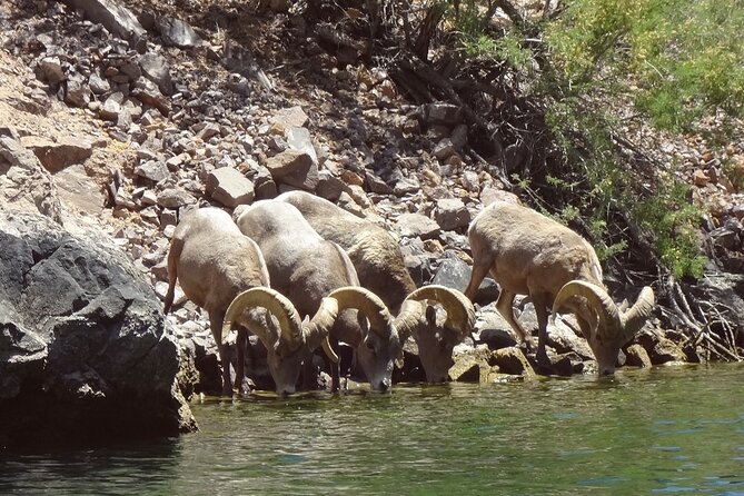 Half-Day Kayak Tour in the Black Canyon From Las Vegas - Meeting and Pickup Information