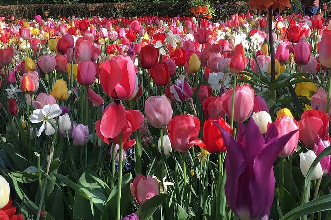 Half Day Keukenhof Tulip Paradise Trip From Amsterdam - Amsterdam Departure and Transportation