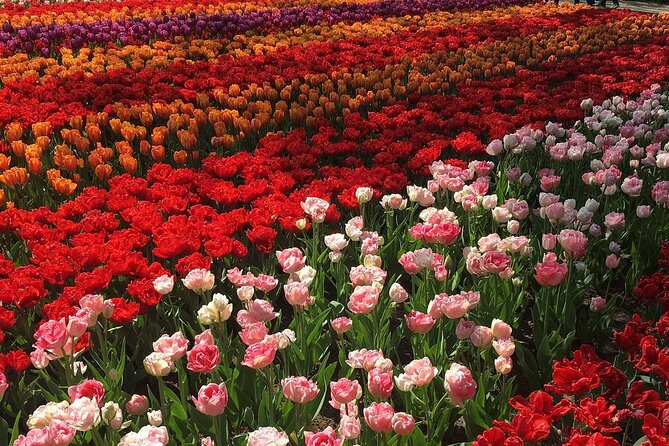 Half Day Keukenhof Tulip Paradise Trip From Amsterdam - Return to Amsterdam and The Sum Up
