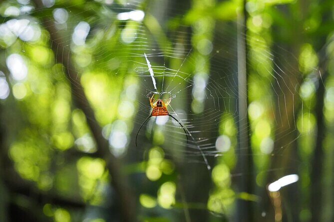 Half Day Koh Chang Jungle Trek for Families and Beginners - A Deep Dive into the Jungle Trek Experience