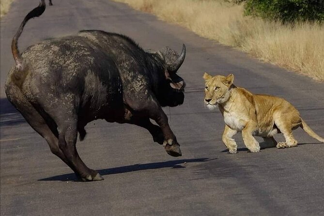 Half Day Kruger Open Vehicle Safari From Marloth Park - Safari Highlights