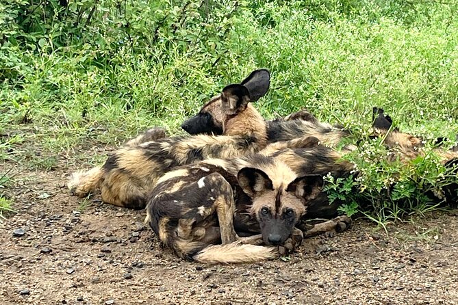 Half Day Kruger Safari Private Tour - Tour Details: Duration, Distance, and Admission