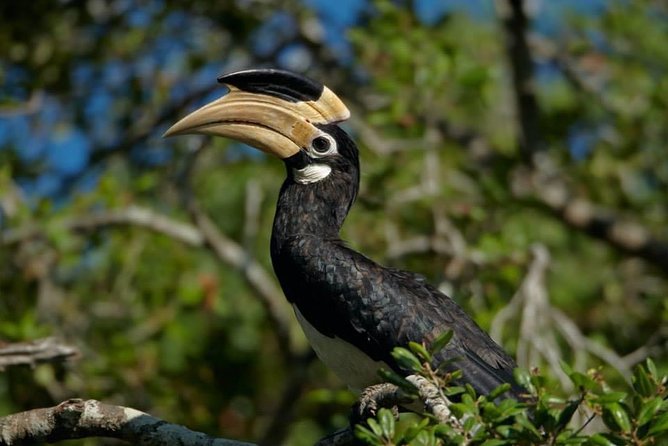 Half-Day Kumana National Park Private Safari With Pickup - Safari Details