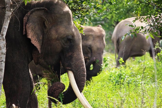Half-Day Kumana National Park Private Safari With Pickup - Weather and Refunds