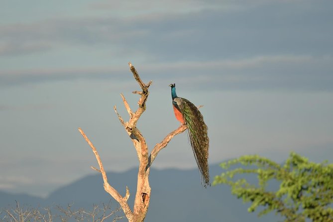 Half-Day Kumana National Park Private Safari With Pickup - Reviews