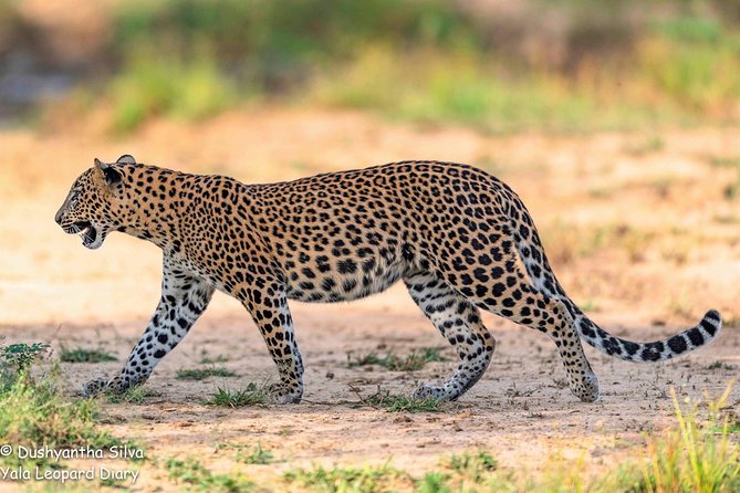 Half-Day Kumana National Park Private Safari With Pickup - Questions and Help