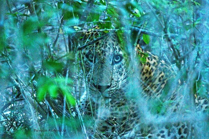 Half-Day Kumana National Park Private Safari With Pickup - Pricing and Copyright