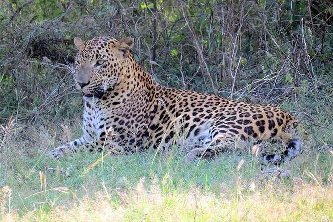 Half-Day Kumana National Park Private Safari With Pickup - Common Questions