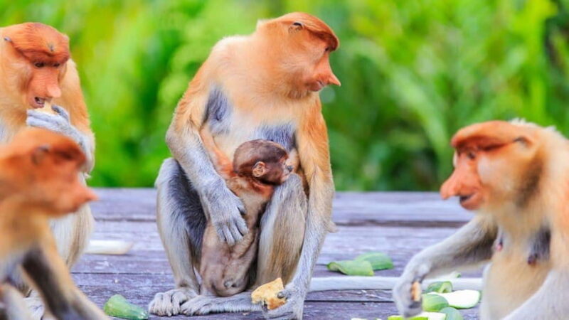 Half Day Labuk Bay Proboscis Monkey Sanctuary | Sandakan - Good To Know