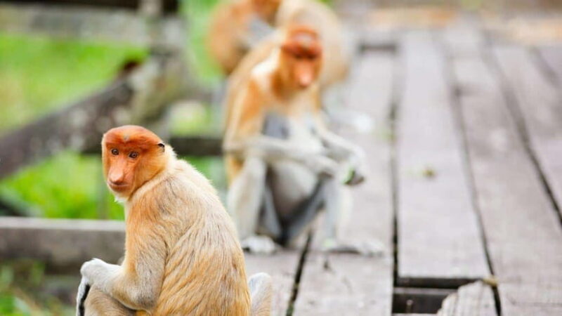 Half Day Labuk Bay Proboscis Monkey Sanctuary | Sandakan - What to Expect from the Tour