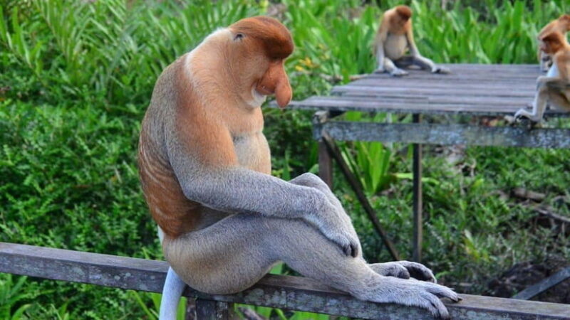 Half Day Labuk Bay Proboscis Monkey Sanctuary | Sandakan - What’s Included & What You Should Prepare