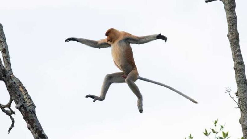 Half Day Labuk Bay Proboscis Monkey Sanctuary | Sandakan - The Value of This Experience