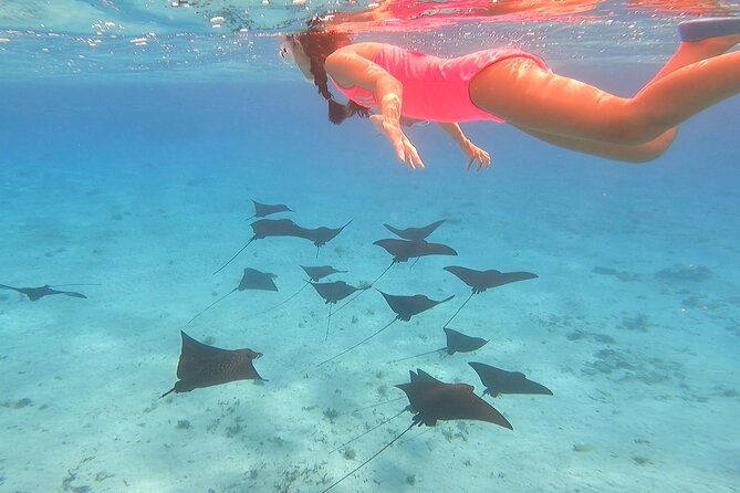Half Day Lagoon Safari Tour in Bora Bora- Shared Tour - The Sum Up